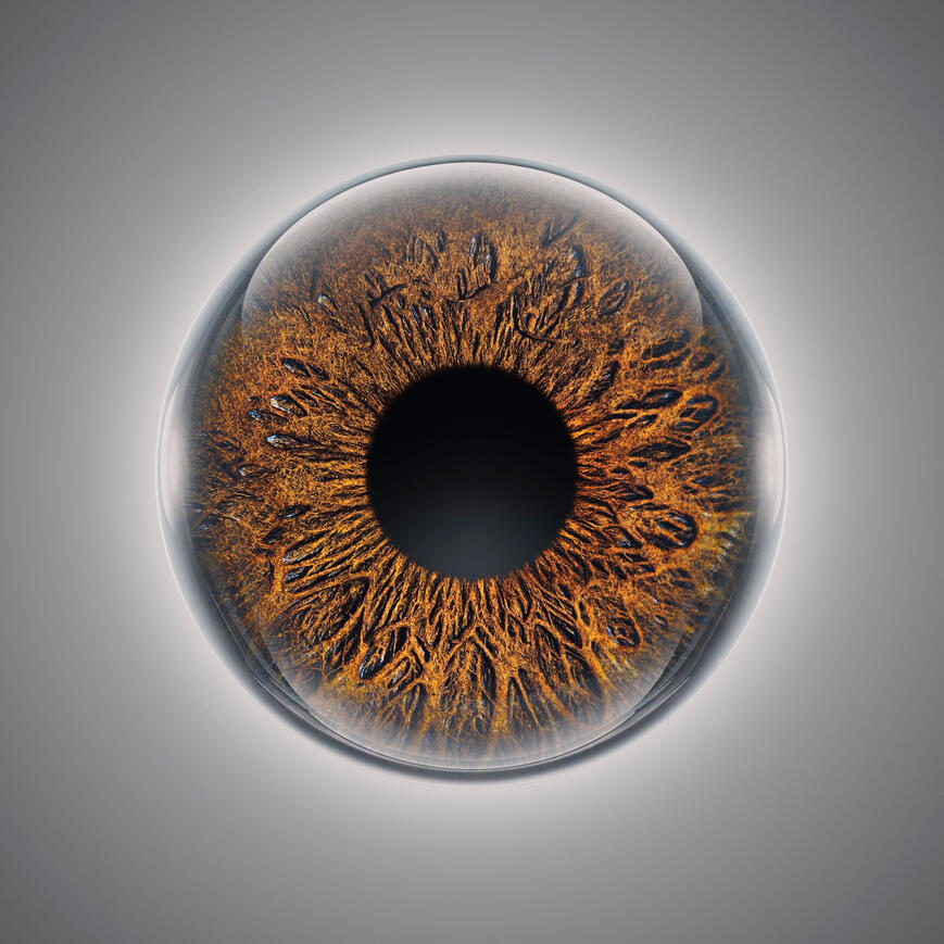 Braune Iris Beispiel